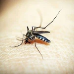 Mas Kaunting Dengue Deaths Kahit Patuloy ang Pagtaas ng Mga Kaso