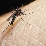 Alarma sa Dengue: Pagtaas ng Kaso sa Baguio City