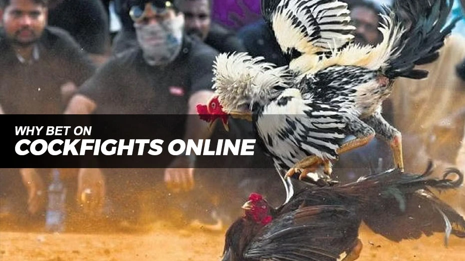 nustabet cockfights online