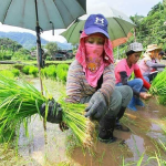 'Pinaluwag ang mga Hadlang sa Importasyon ng Agrikultura'