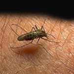 Malawakang Pagtaas ng Kaso ng Chikungunya: 439% na Pag-akyat Mula Enero hanggang Marso