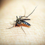 Outbreak ng Dengue Idineklara sa Isang Barangay sa Nueva Vizcaya