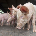 ASF Outbreak Lumawak sa 6 Lugar sa Batangas; Higit 1,500 Baboy Kinatay